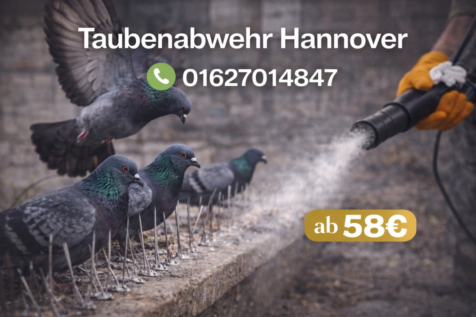 Taubenabwehr Hannover