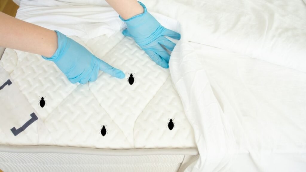 Behandlungsschritte bei wanzen in der wohnung winter: Verfahren, Dauer und was vorbereitet werden muss