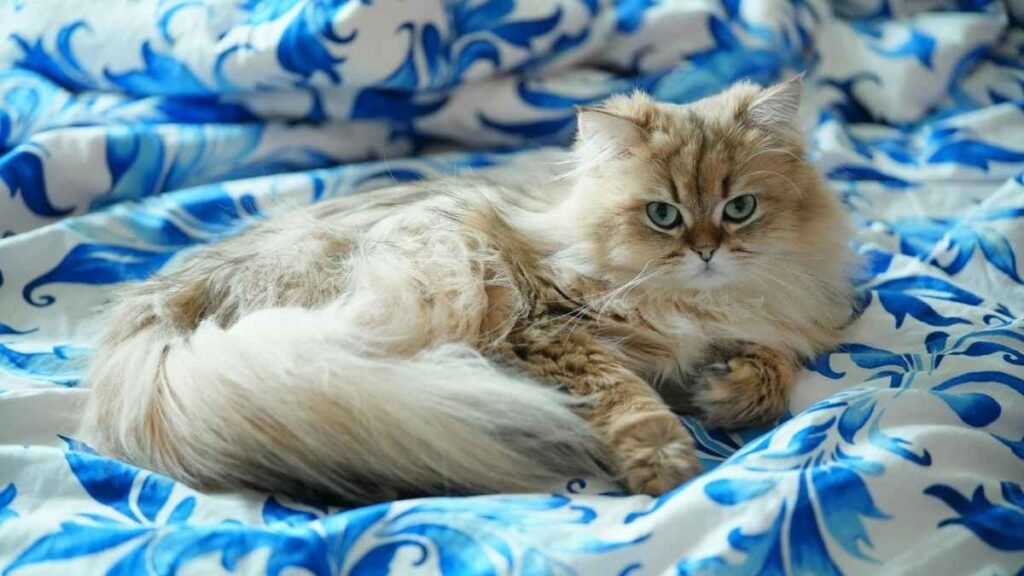 Wie eine Behandlung abläuft, wenn bettwanzen bei katzen über Körbchen, Decken und Polster verschleppt werden