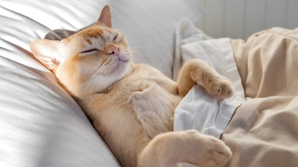 bettwanzen bei katzen