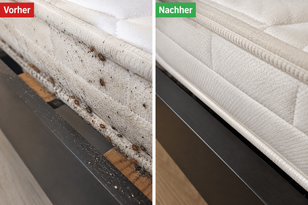 Bettwanzen Sauna in Hannover – professionelle Wärmebehandlung ab 58 €