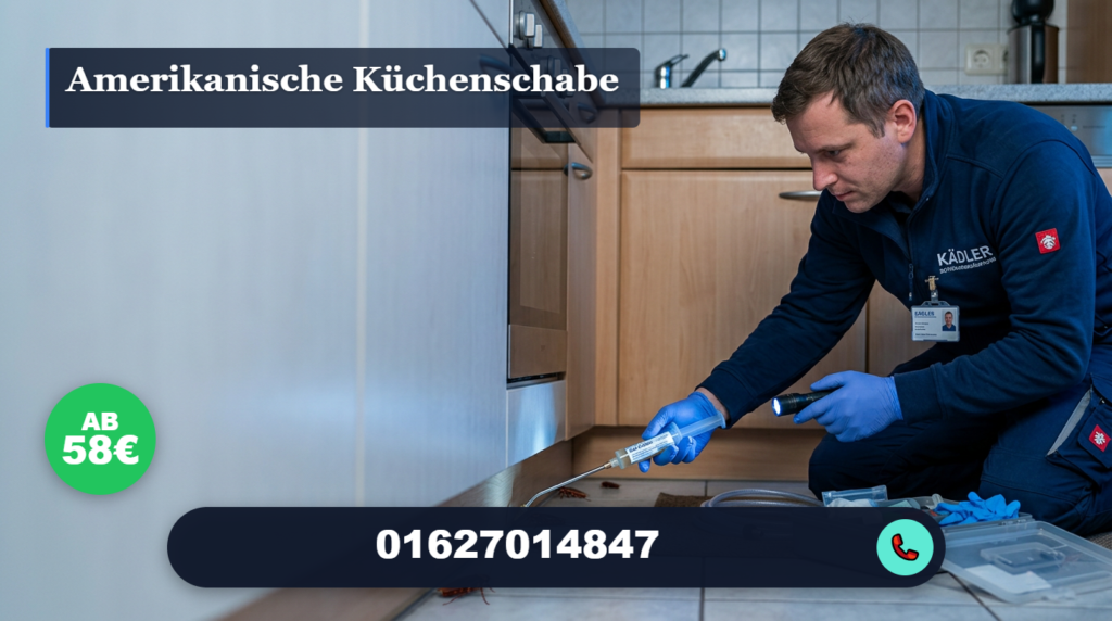 amerikanische küchenschabe