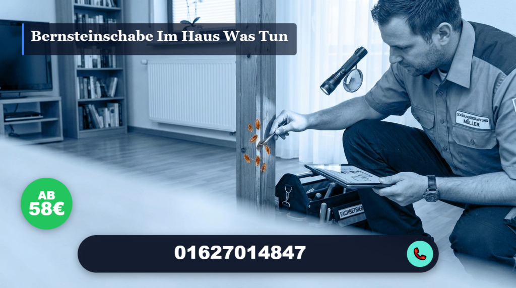 bernsteinschabe im haus was tun