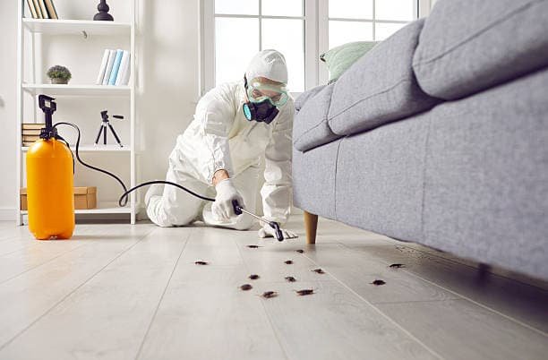 Sichtung eines Schädlings in einem Schlafzimmer als Hinweis auf notwendige professionelle Hygienemaßnahmen und Kontrolle.