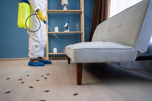 Nachweis von Ungeziefer im Schlafzimmer als Zeichen für dringende hygienische Maßnahmen im Wohnbereich.