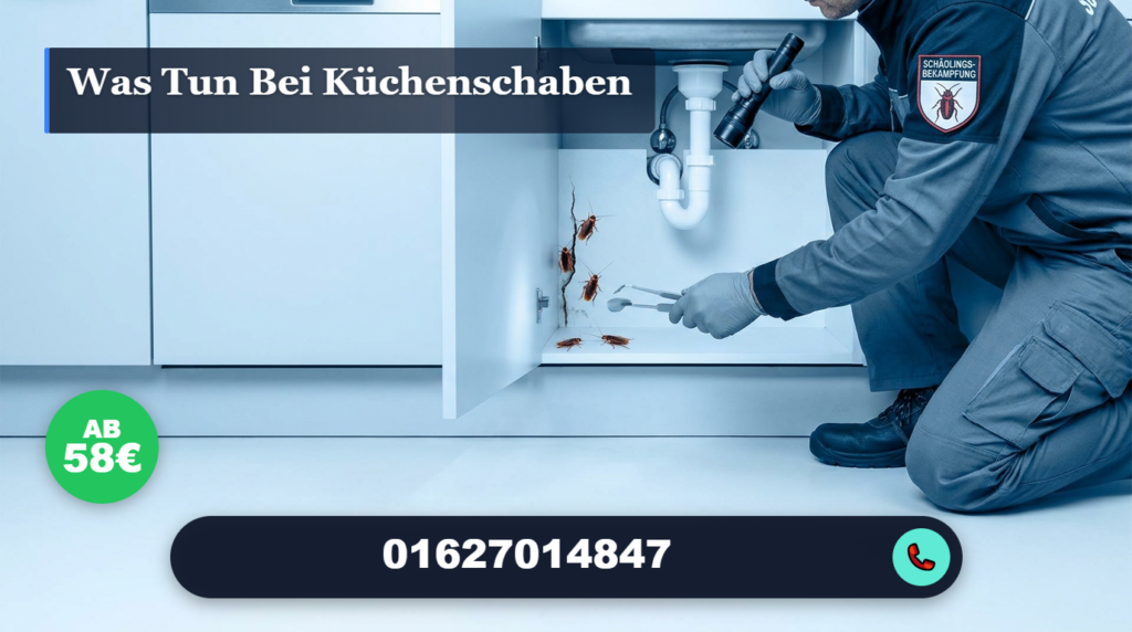 was tun bei küchenschaben